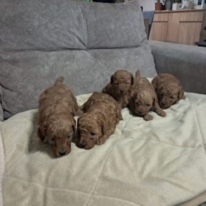 Crvena toj pudla ( Toy Poodle ) Slika 2 Crvena toj pudla ( Toy Poodle ) Slika 2