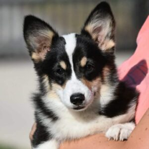 Velski korgi/Welsh Corgi Pembroke Slika 2