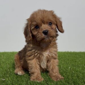 Cavapoo-Kavapu (cavalier king charles spaniel + pudla) Slika 2
