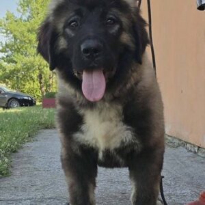 Kavkaski ovčar vrhunski štenci Slika 2 Kavkaski ovčar vrhunski štenci Slika 2