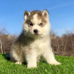 Pomsky-pomski (pomeranac + haski) Slika 2