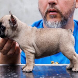 Francuski bulldog, vrhunsko leglo Slika 3 Francuski bulldog, vrhunsko leglo Slika 3