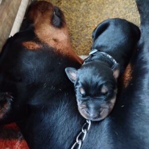 Doberman stenci – vrhunsko poreklo Slika 3 Doberman stenci – vrhunsko poreklo Slika 3