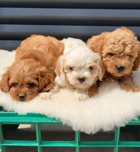 Maltipoo-Cavapoo Cavapo-Kavapu stenci Slika 3 Maltipoo-Cavapoo Cavapo-Kavapu stenci Slika 3