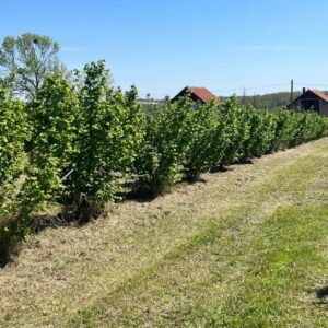 Zasad lešnika-Vladimirci,Trbušac Slika 3