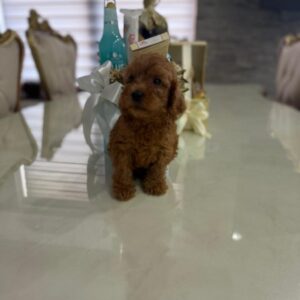 GOLDENDOODLE stenci Slika 3