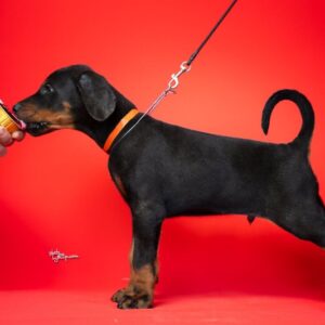 Doberman, stenad na prodaju Slika 3 Doberman, stenad na prodaju Slika 3