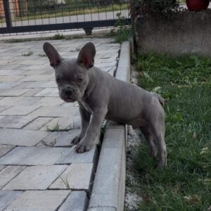 Francuski buldog stenci plave boje Slika 3 Francuski buldog stenci plave boje Slika 3