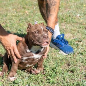 American bully Slika 3 American bully Slika 3