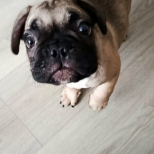 Francuski buldog Slika 3 Francuski buldog Slika 3