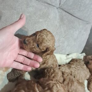 Crvena toj pudla ( Toy Poodle ) Slika 3 Crvena toj pudla ( Toy Poodle ) Slika 3