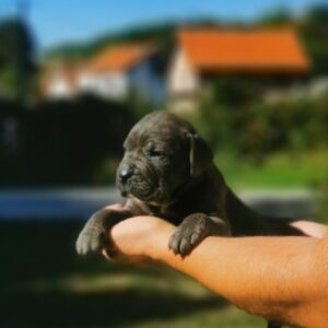 Cane Corso Kane Korso NOVO LEGLO Slika 5 Cane Corso Kane Korso NOVO LEGLO Slika 5