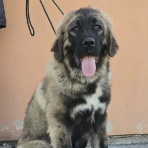 Kavkaski ovčar vrhunski štenci Slika 3 Kavkaski ovčar vrhunski štenci Slika 3