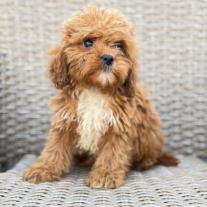 Cavapoo-Kavapu (cavalier king charles spaniel + pudla) Slika 3