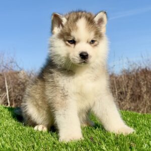Pomsky-pomski (pomeranac + haski) Slika 3