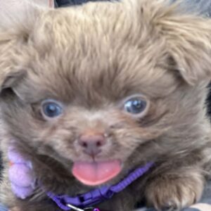Lilac & chocolate boys chihuahua Slika 2 Lilac & chocolate boys chihuahua Slika 2