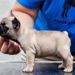 Francuski bulldog, vrhunsko leglo Slika 4 Francuski bulldog, vrhunsko leglo Slika 4