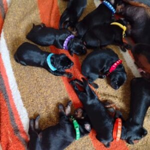 Doberman stenci – vrhunsko poreklo Slika 4 Doberman stenci – vrhunsko poreklo Slika 4
