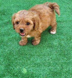 Maltipoo-Cavapoo Cavapo-Kavapu stenci Slika 4 Maltipoo-Cavapoo Cavapo-Kavapu stenci Slika 4