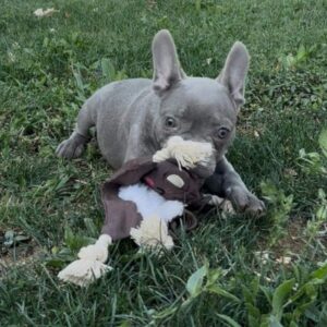 Francuski buldog stenci plave boje Slika 4 Francuski buldog stenci plave boje Slika 4