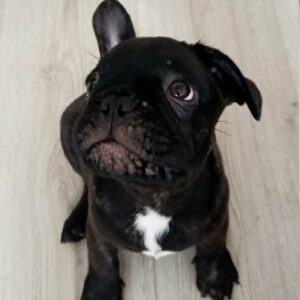 Francuski buldog Slika 4 Francuski buldog Slika 4