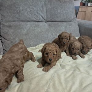 Crvena toj pudla ( Toy Poodle ) Slika 4 Crvena toj pudla ( Toy Poodle ) Slika 4