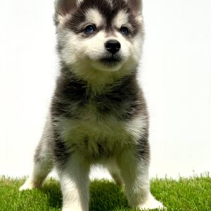 Pomsky-pomski (pomeranac + haski) Slika 4