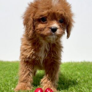 Cavapoo-Kavapu (cavalier king charles spaniel + pudla) Slika 4