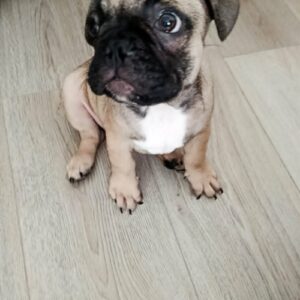 Francuski buldog Slika 5 Francuski buldog Slika 5