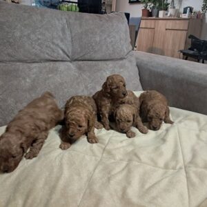 Crvena toj pudla ( Toy Poodle ) Slika 5 Crvena toj pudla ( Toy Poodle ) Slika 5