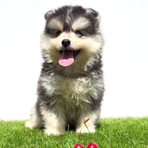 Pomsky-pomski (pomeranac + haski) Slika 5