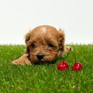 Cavapoo-Kavapu (cavalier king charles spaniel + pudla) Slika 5