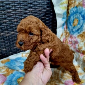 Crvena patuljasta pudla Slika 5 Crvena patuljasta pudla Slika 5