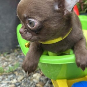 Lilac & chocolate boys chihuahua Slika 3 Lilac & chocolate boys chihuahua Slika 3