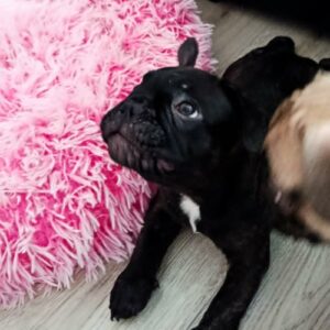 Francuski buldog Slika 6 Francuski buldog Slika 6