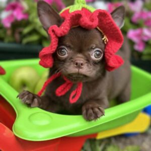 Lilac & chocolate boys chihuahua Slika 5 Lilac & chocolate boys chihuahua Slika 5