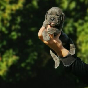 Cane Corso Kane Korso NOVO LEGLO Slika 7 Cane Corso Kane Korso NOVO LEGLO Slika 7