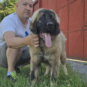 Kavkaski ovčar vrhunski štenci Slika 6 Kavkaski ovčar vrhunski štenci Slika 6