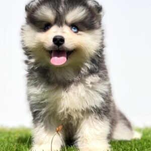 Pomsky-pomski (pomeranac + haski) Slika 6