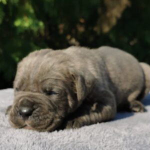 Cane Corso Kane Korso NOVO LEGLO Slika 2 Cane Corso Kane Korso NOVO LEGLO Slika 2