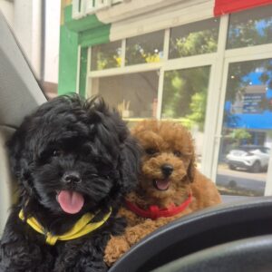 Pudle i maltipoo, prelepi štenci Slika 2 Pudle i maltipoo, prelepi štenci Slika 2