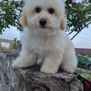 Pudle i maltipoo, prelepi štenci Slika 3 Pudle i maltipoo, prelepi štenci Slika 3