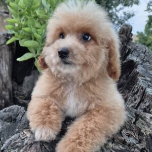 Pudle i maltipoo, prelepi štenci Slika 4 Pudle i maltipoo, prelepi štenci Slika 4