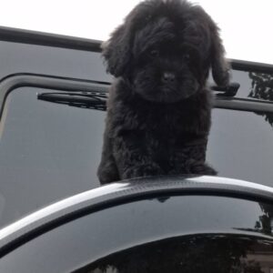 Pudle i maltipoo, prelepi štenci Slika 6 Pudle i maltipoo, prelepi štenci Slika 6