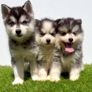 Pomsky-pomski (pomeranac + haski) Slika 7