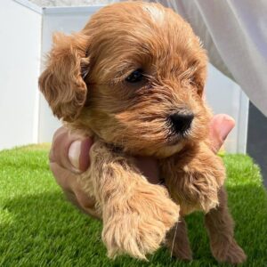 Cavapoo-Kavapu (cavalier king charles spaniel + pudla) Slika 7