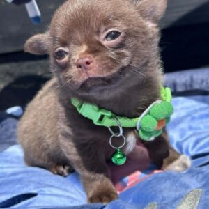Lilac & chocolate boys chihuahua Slika 4 Lilac & chocolate boys chihuahua Slika 4