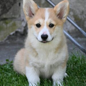 Velski korgi/Welsh Corgi Pembroke Slika 3