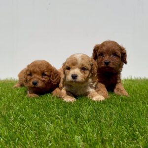 Cavapoo-Kavapu (cavalier king charles spaniel + pudla) Slika 8