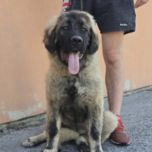 Kavkaski ovčar vrhunski štenci Slika 7 Kavkaski ovčar vrhunski štenci Slika 7